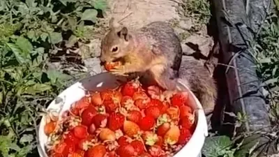 Çiftçinin kovasından çilek alan sincap