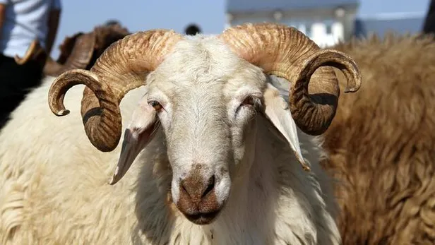 2021 Kurbanlık fiyatları ne kadar? Küçükbaş ve büyükbaş fiyatları belli oldu mu?