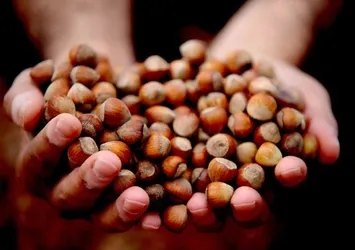 Düzce'de 15 bin 288 ton ihraç edildi