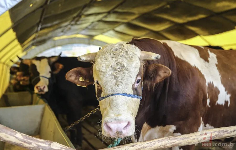 Kurban kestikten sonra namaz kılmak gerekir mi? Bayram namazı kılmadan kurban kesilir mi? 15
