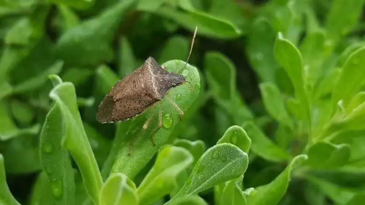Çanakkale'de hububat zararlısı süneye geçit yok