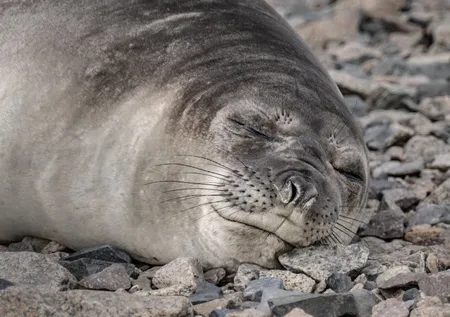 Canlı yaşamının koruyucuları! Türk bilim insanları Antartika’da kirliliğin peşinde!