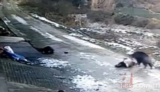 Bilecik’te 220 kiloluk dev domuz avcıya saldırdı! O anlar kamerada 13