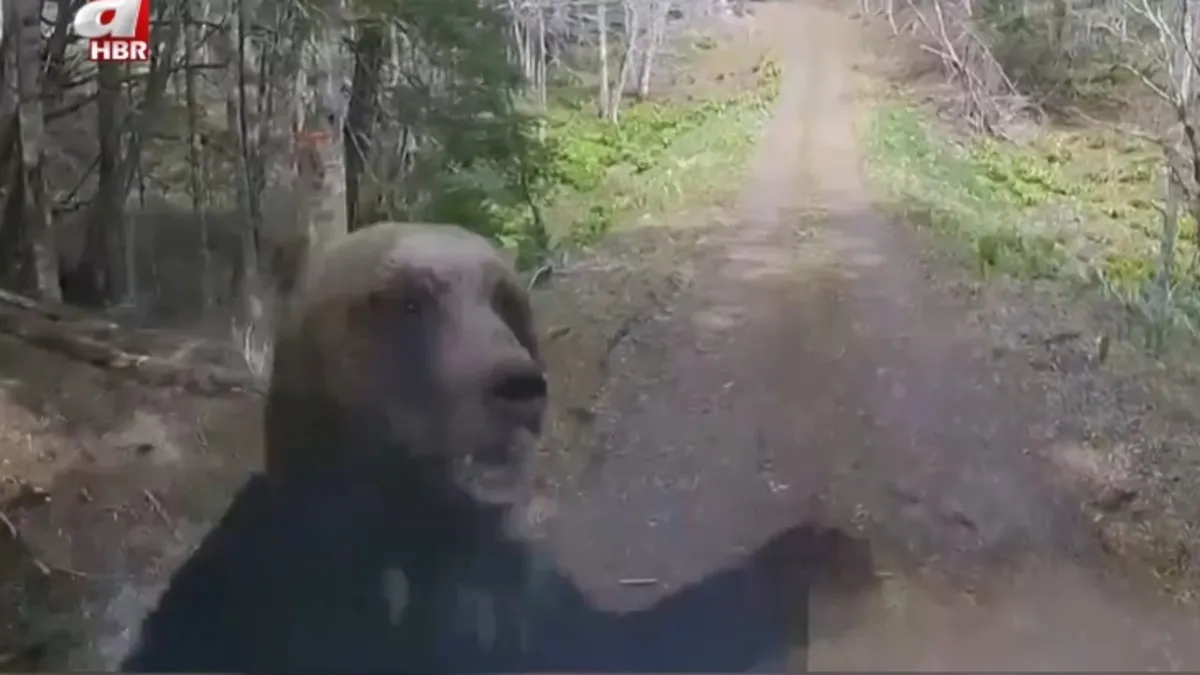 Japonya'da ayı alarmı: Ordu devreye girdi