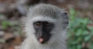 Evinde makak ve vervet maymunu besledi!