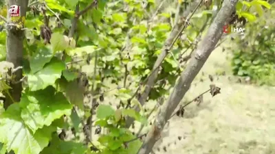 Çiftçiler 2 yıl fındıktan umudu kesti