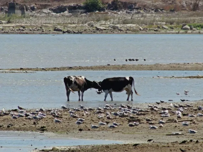 İstanbul’un barajları alarm veriyor! Sabah 'drone’undan korkutan su manzaraları - 1