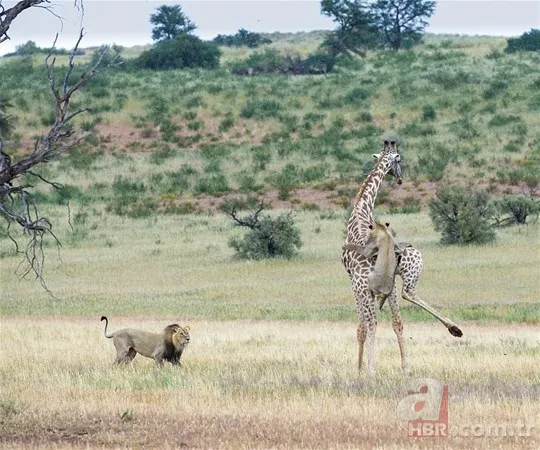 Zürafa aslanlara yem olmaktan kurtulamadı! Vahşi doğanın acımasız yüzü 8