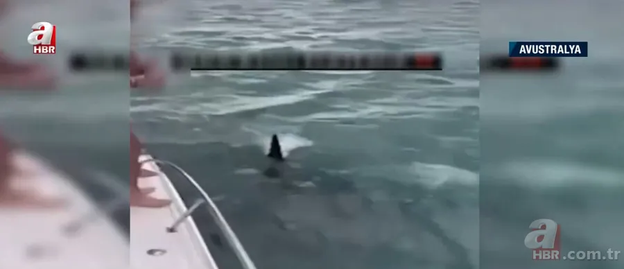 Katil balinaların üzerine balıklama atladı! Bedelini ağır ödedi 2