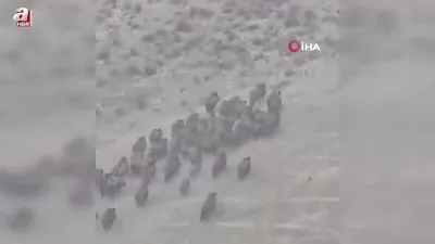 Domuz sürüsü böyle görüntülendi