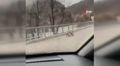 Avını YERKEN vatandaş kayda aldı! VAHŞİ DOĞA belgesellerini aratmayan görüntüler