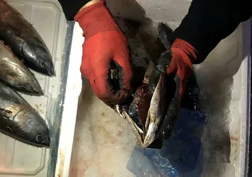 Balıkların içinden çıkanlar şoke etti!