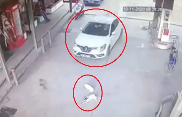 1605094525117.jpg Vicdanları sızlatan görüntü! 2 köpeği otomobille ezdi... - 2