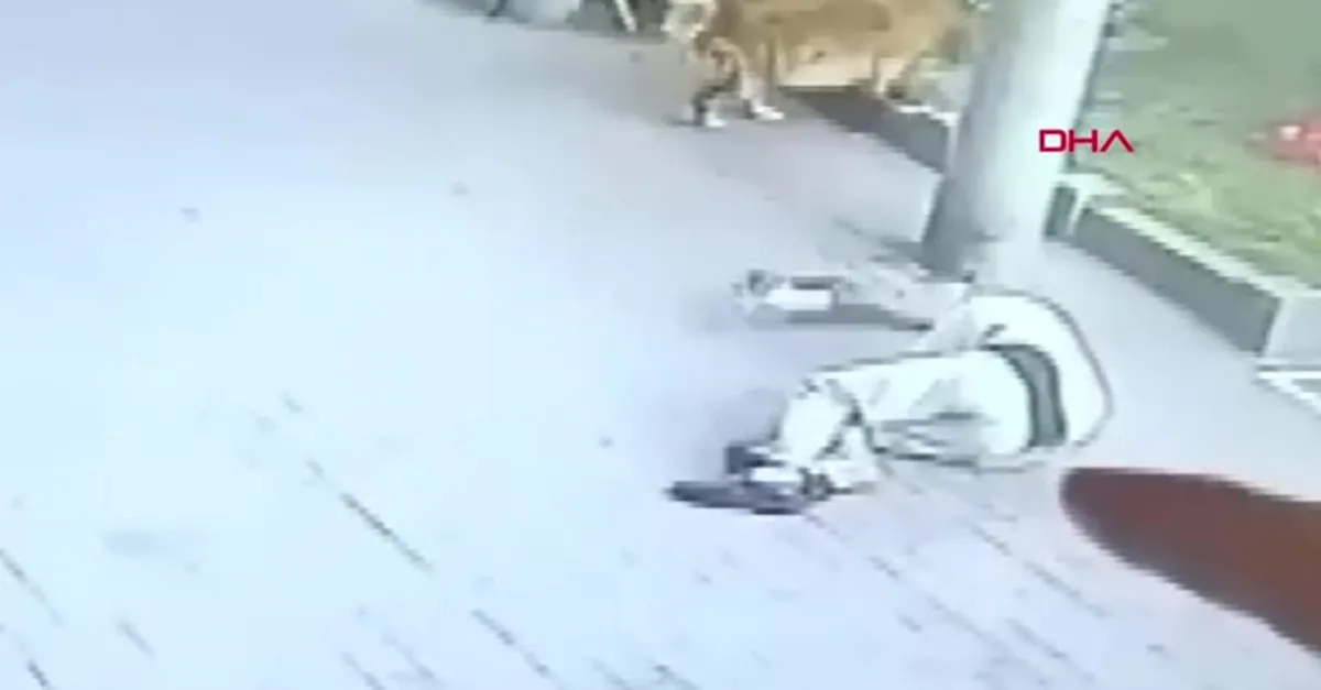 Yürürken başına kedi düştü! 23 gün hastanede kaldı