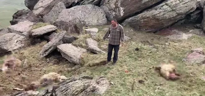 Kurt saldırdı! Onlarcası telef oldu