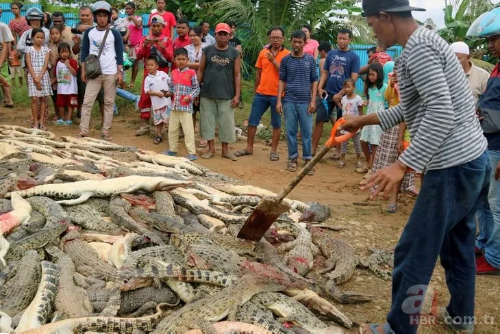 Endonezya’da timsah katliamı! 292 tanesi birden...