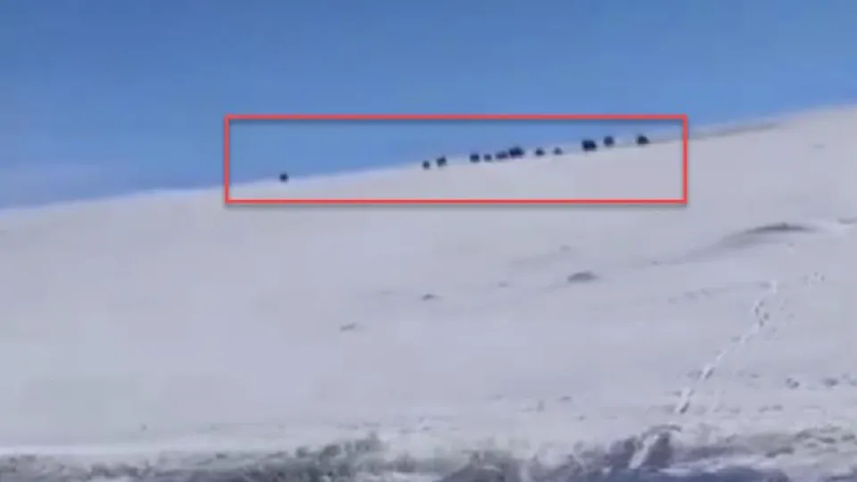 Gündüz vakti sürü halinde ortaya çıktılar