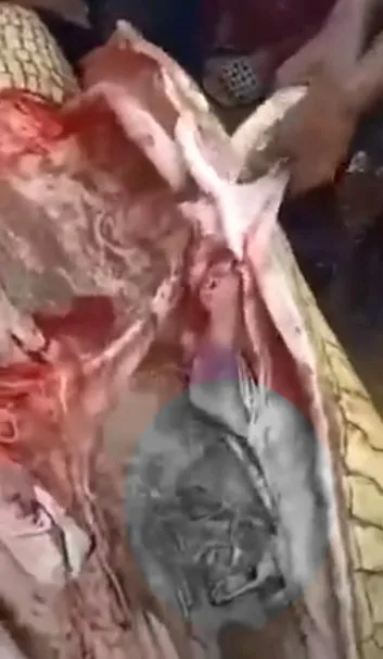 Timsahın karnından insan çıktı! Kan donduran anlar böyle görüntülendi...