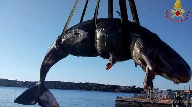 Karaya vuran balinanın karnından öyle bir şey çıktı ki... Akılalmaz olay 11