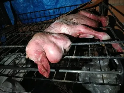 Ahıra girince gözlerine inanamadı! Koyunun doğurduğu kuzuyu görünce dehşete düştü 🐑 Yüzü ve tüyleri...
