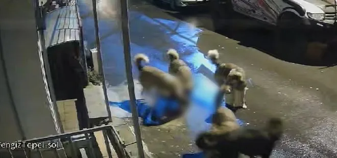 Başıboş köpekler kediyi parçaladı! O anlar güvenlik kamerasına yansıdı