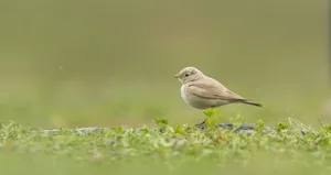 Türkiye’de ilk kez görüntülendi