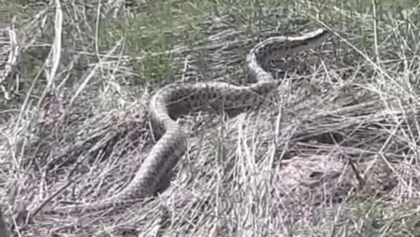 Devasa yılan böyle görüntülendi