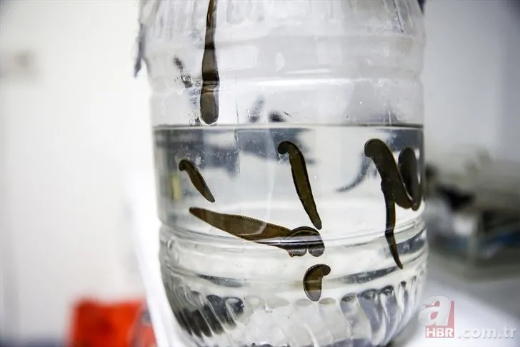 Sülüklerin nesli tükenme tehlikesiyle karşı karşıya! Uzmanlar uyardı… 4