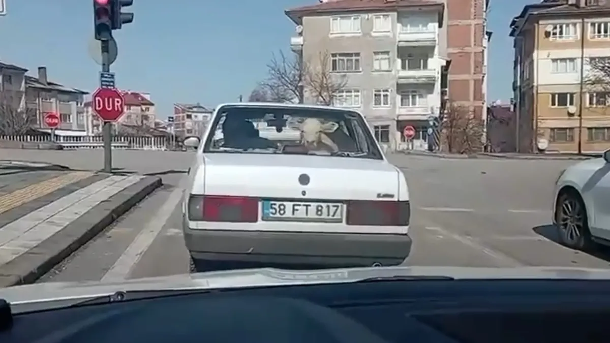 Trafikte gören şoke oldu! Otomobilde taşıdılar