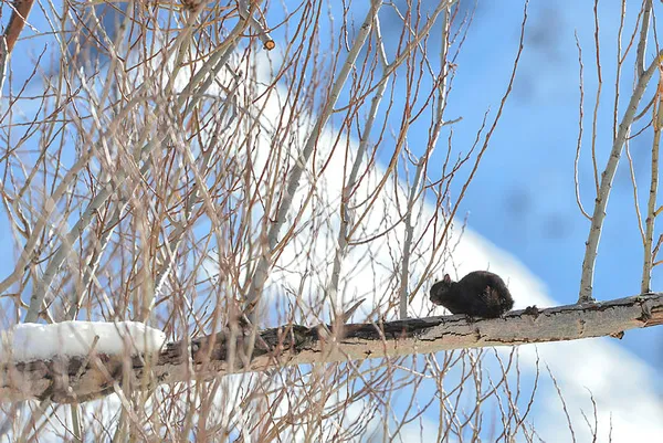 İstanbul’a ne zaman kar yağacak? | Sağanak haritası A Haber’de... İşte 5 günlük hava durumu