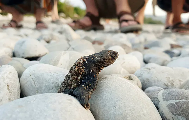 Çıralı'da bu sezon 3 bin 100 caretta caretta denizle buluştu - 2