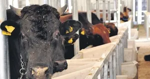 Kurbanlık alırken yaşına dikkat!