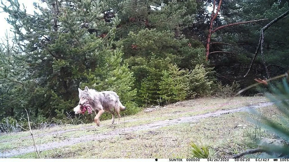 Ardahan’da kurt ağzında avıyla görüntülendi