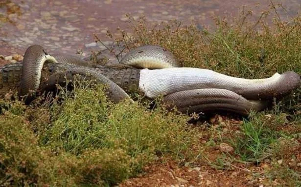 Vahşi doğada hayretlere düşüren anlar! Piton-timsah kavgası inanılmaz görüntüler