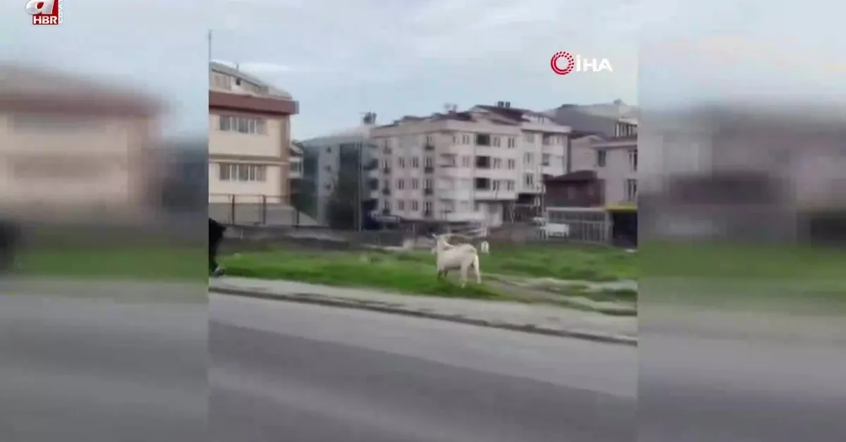 Keçi öğrencileri böyle kovaladı! Görüntüler İstanbul'dan