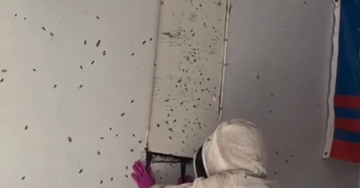 Duvarın arkasından çıkanlar şoke etti!