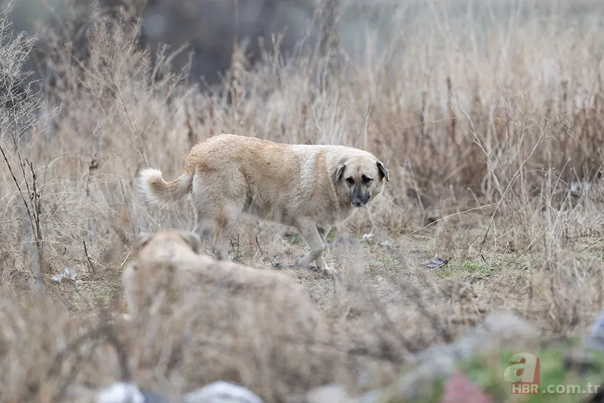 Hayvan istismarcılarının örtmek istediği gerçek! İşte 2019-2024 yılları arasında gerçekleşen sokak köpeği saldırıları 1