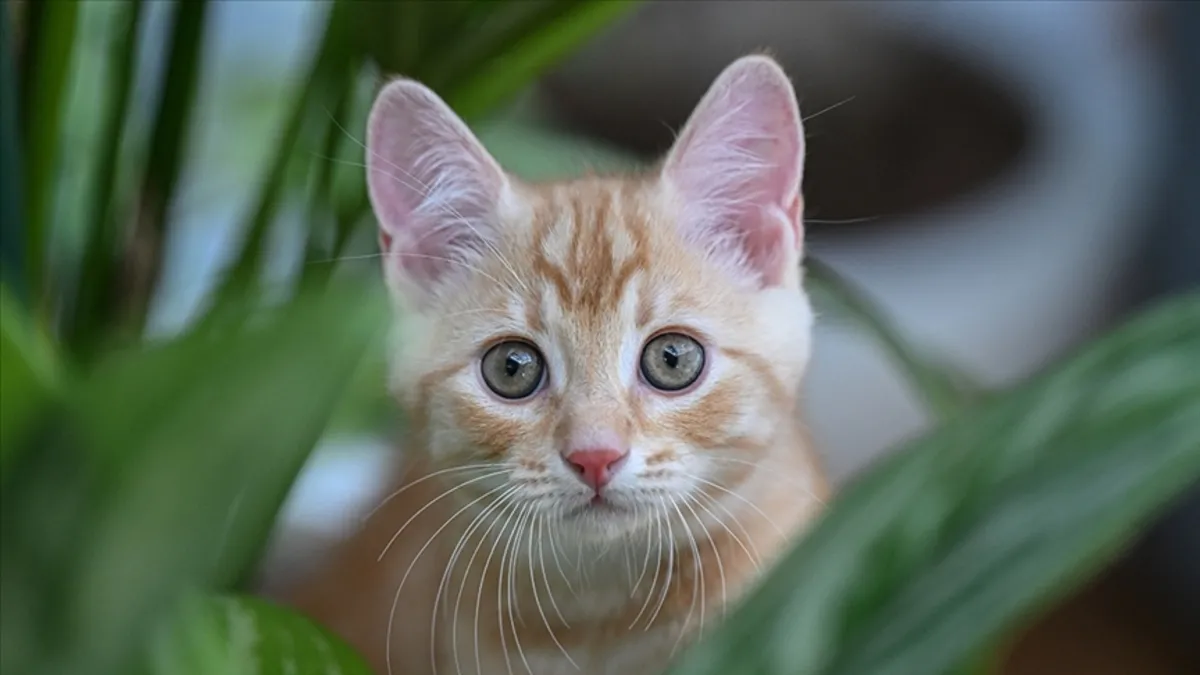 Evcil hayvan sahipleri buraya! Kedinizle iletişim kurmanın en pratik yolu