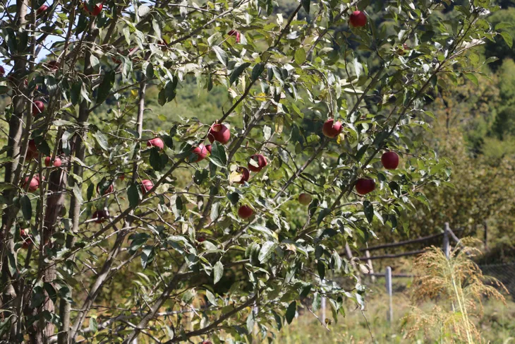 Yediği elmalar sonu oldu... İneğinin ölümüne kalbi dayanmadı