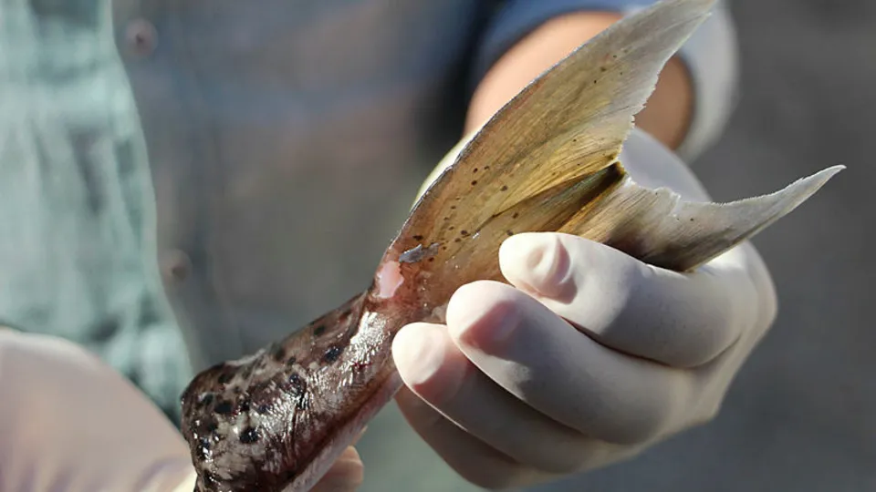 Antalyalı balıkçılar balon balığının kuyruğundan 180 bin TL