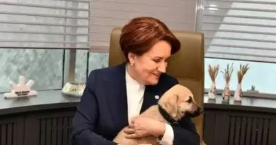 İYİ Parti Genel Başkanı Meral Akşener'in elini köpek ısırdı