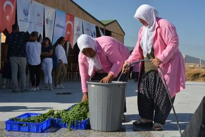 300’den fazla hastalığa iyi geliyor! ’Moringa’ her derde deva