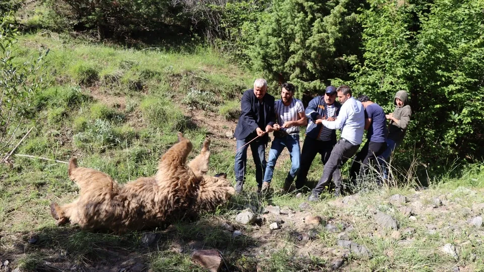 Erzurum'da kan donduran olay! Ayı çobana saldırdı... İkisi de öldü