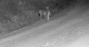 Ender rastlanan anlar! Avlayıp ağzında taşıdı