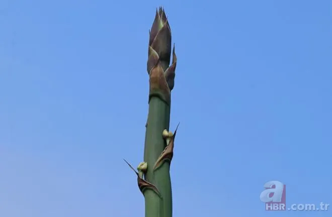 Mersinliler şaşkın! 50 yıldır kimse fark etmedi! 🌱25 günde 4 metreyi geçti 10