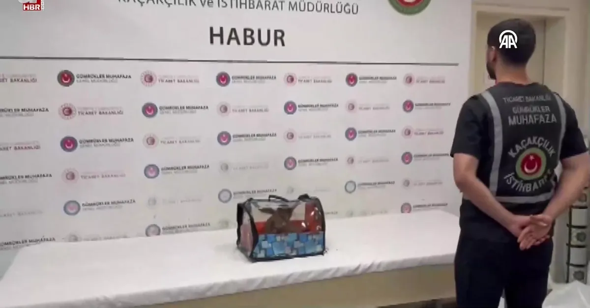 Habur Gümrük Kapısı'nda yasa dışı ticarete konu 3 şahin ile 2 makak maymunu ele geçirildi