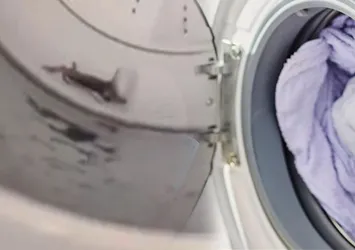 Çamaşırları kötü kokuyordu! Makinesinden öyle bir şey çıktı ki...