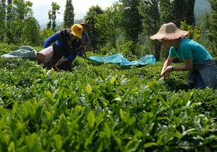 Trabzon'da yaş çay sezonu dualarla açıldı