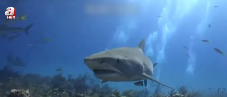 Balık tutan adama köpek balığı saldırdı! Korkunç anlar kamerada