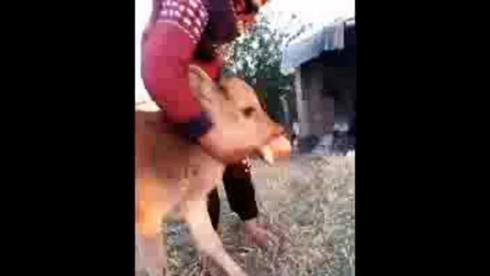 Batman’da anomali rahatsızlığı olan buzağı tedavi edildi! | VİDEO